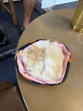 Cute Simulation Realistic Sleeping Cat Plush with Nest Bed Sounding Toy